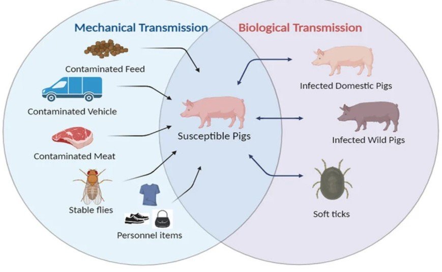 Asf Outbreak