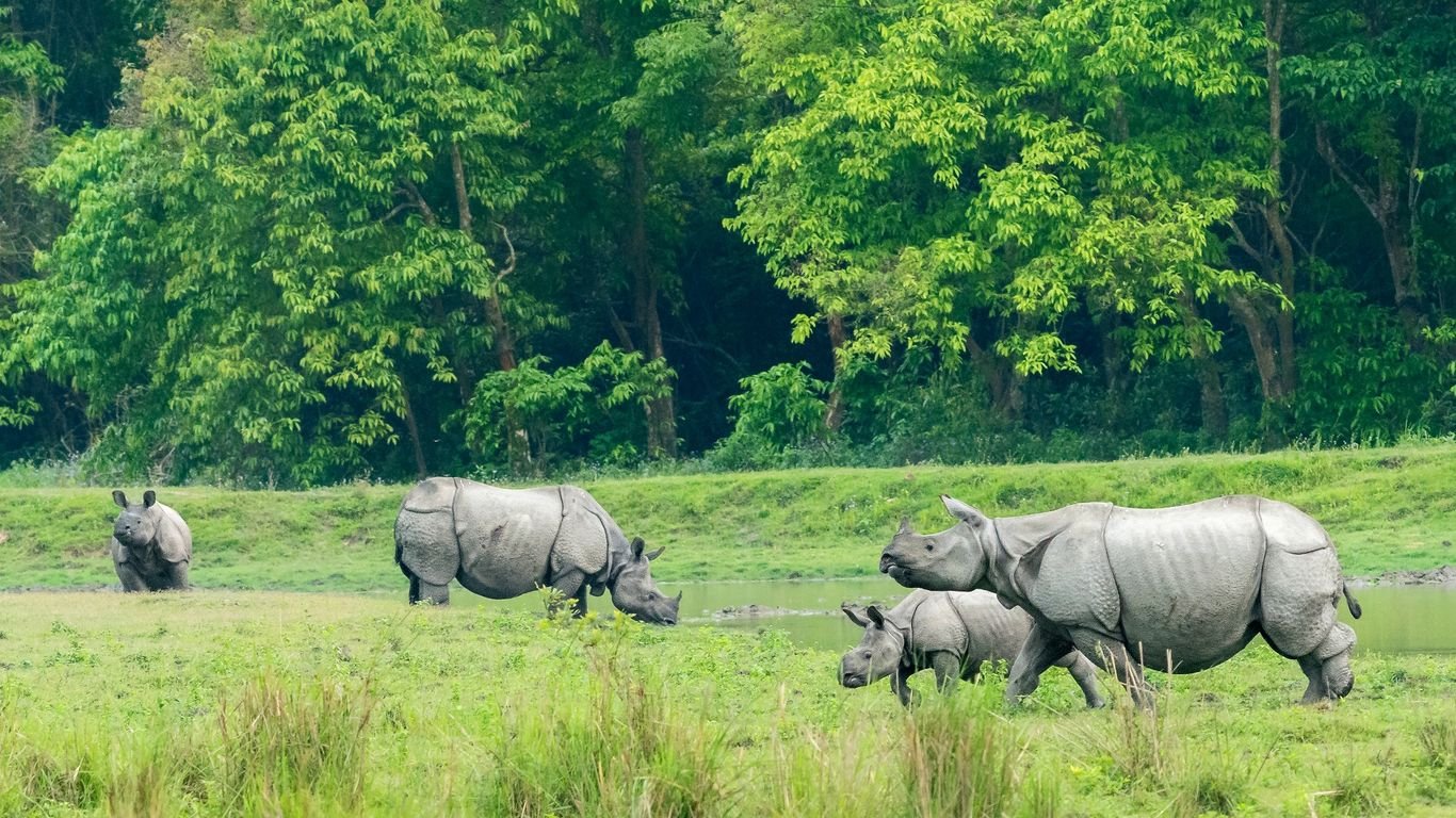 Kaziranga National Park