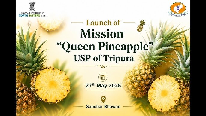 Mission Queen Pineapple