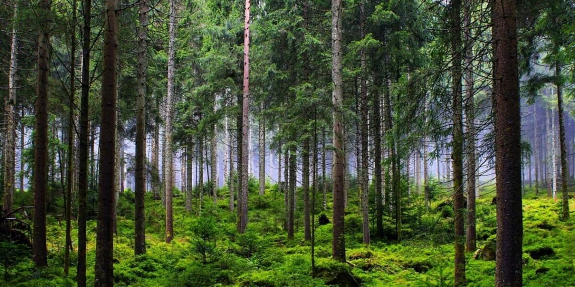 Nagaland Loses 794 Sq Km Forest Cover In Decade