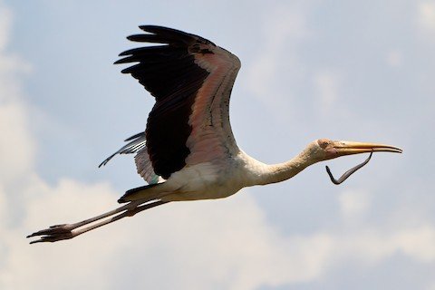Raptor Diversity And Rare Storks